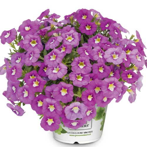 Calibrachoa UNIQUE 'Hot Pink 2024' - Puispetuunia UNIQUE 'Hot Pink 2024'